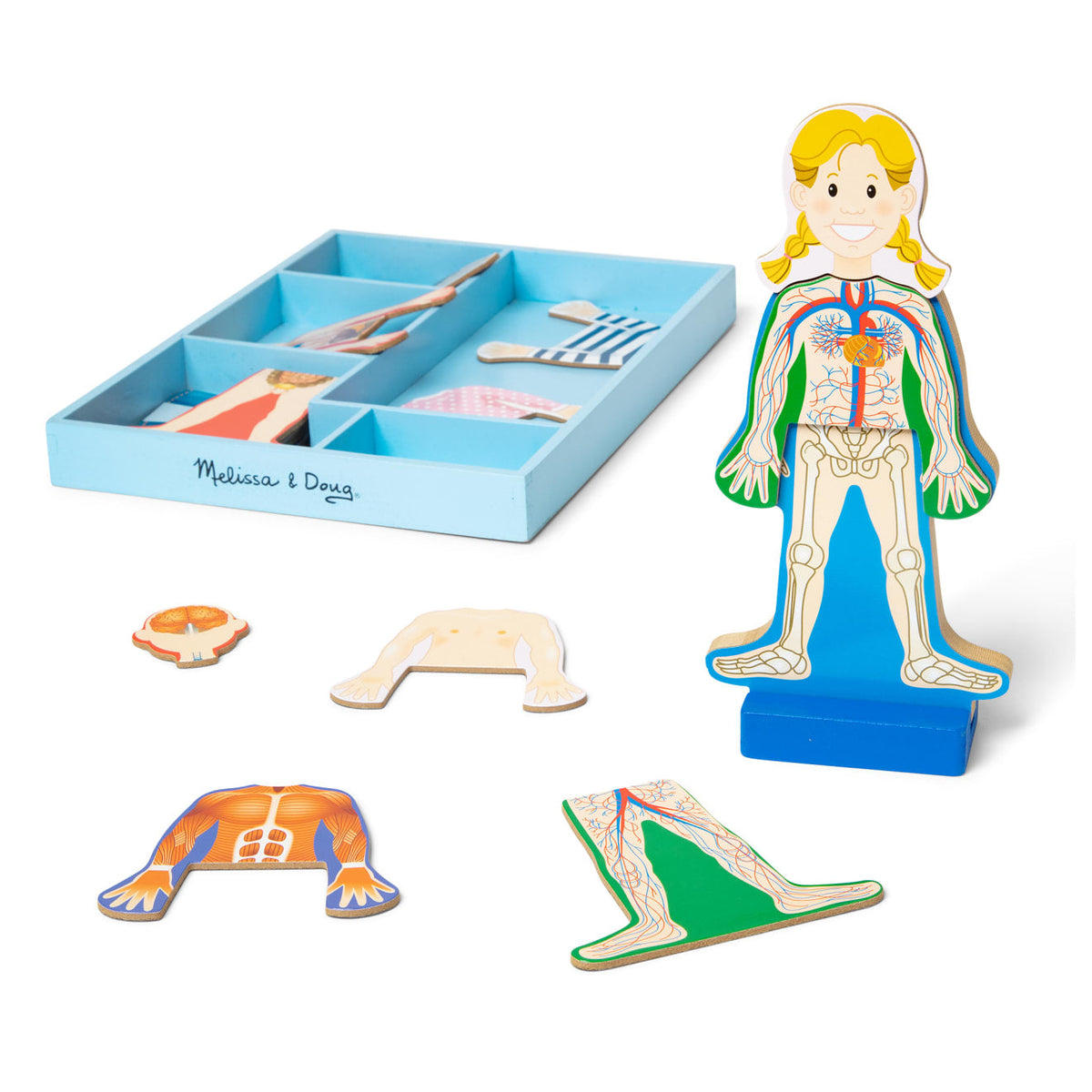 Magnetic Human Body Play Set D1