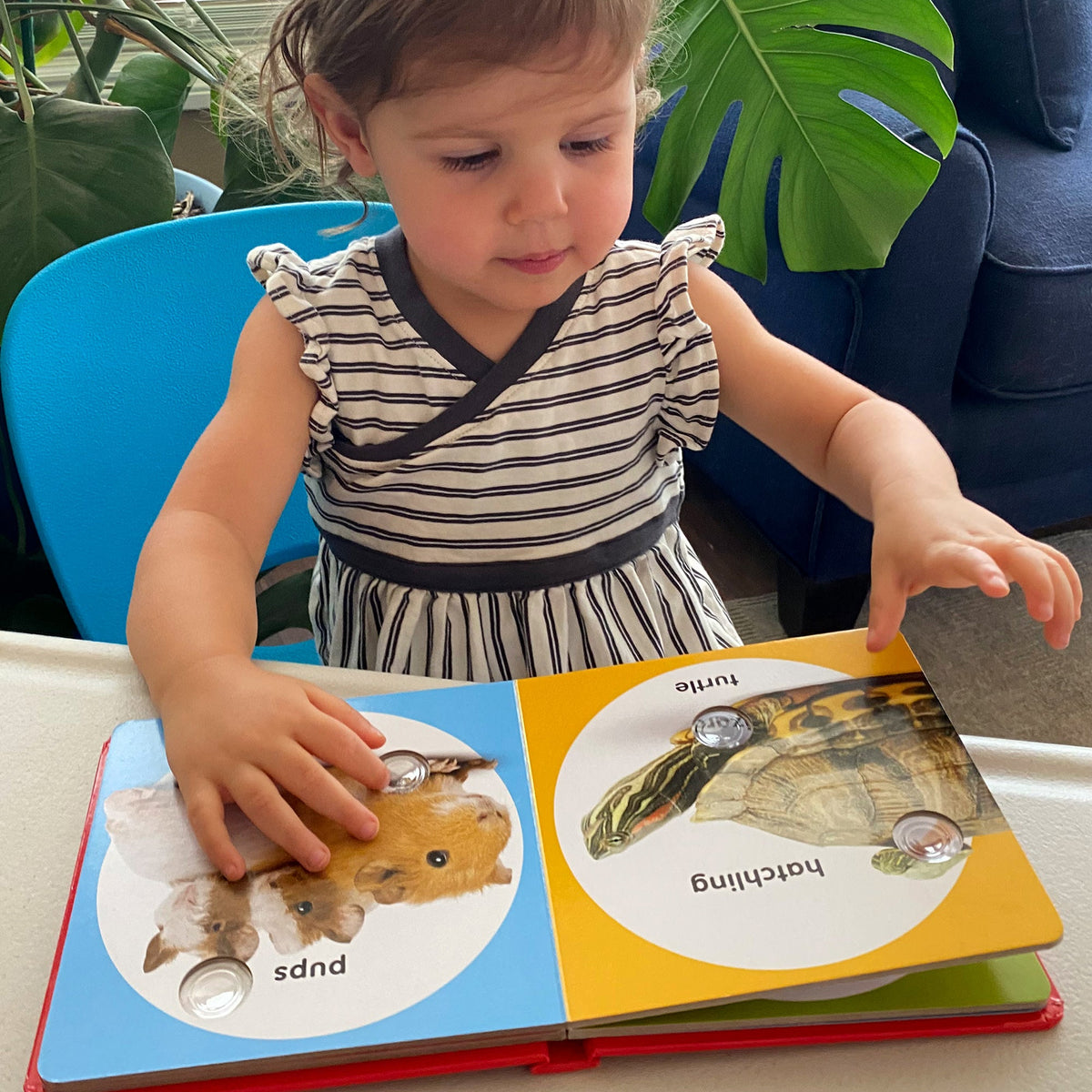 Poke-a-Dot: Pet Families Board Book Y2